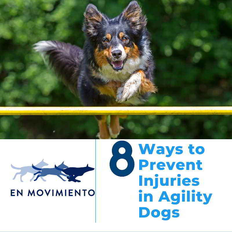 8 ways to prevent injuries in agility dogs