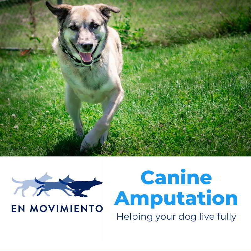 Canine amputation guide: helping your dog live fully