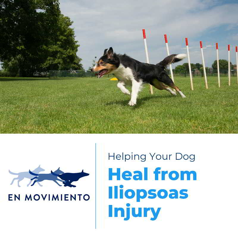 Ebook helping your dog heal from iliopsoas injury