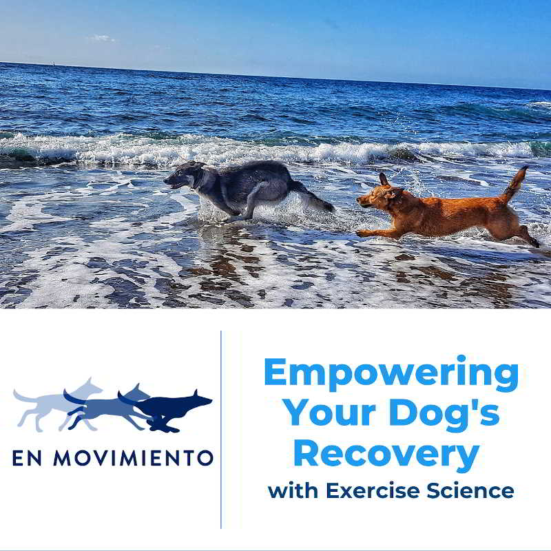 Ebook mpowering your dogs recovery with exercise excience