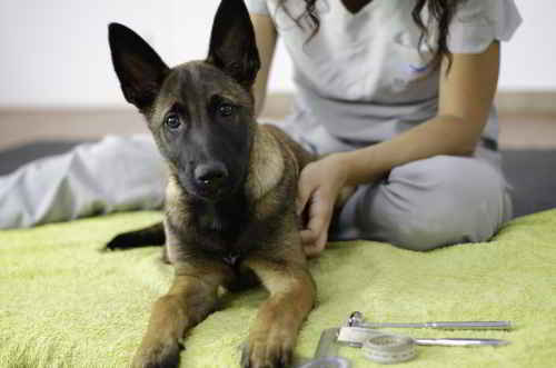 Growth plates: what to do and when with your puppy.