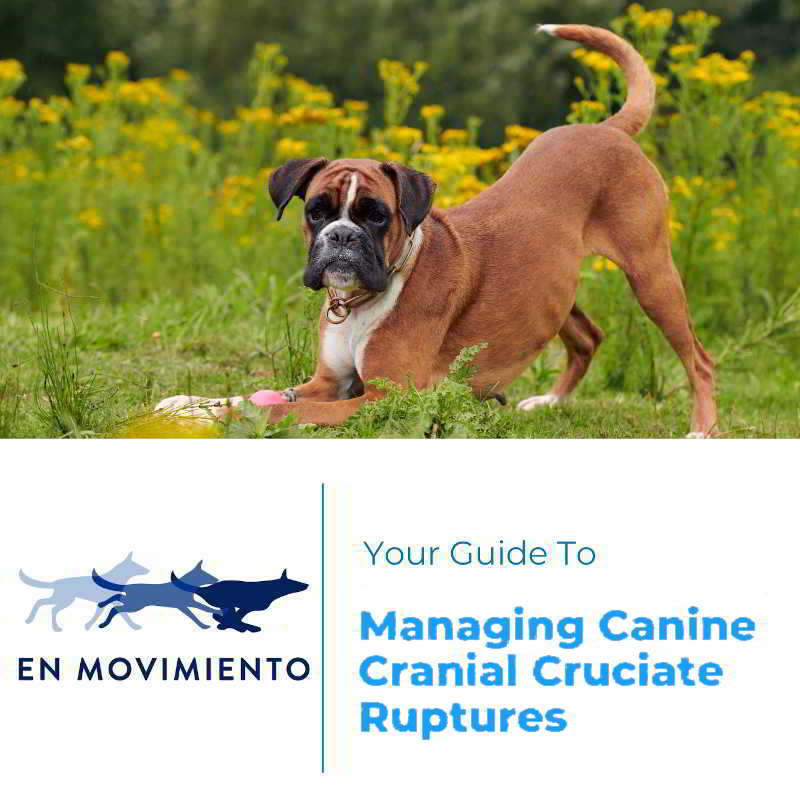 Your guide to managing canine cranial cruciate ruptures