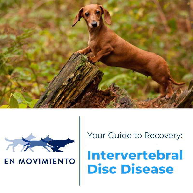 Your guide to recovery intervertebral disc disease