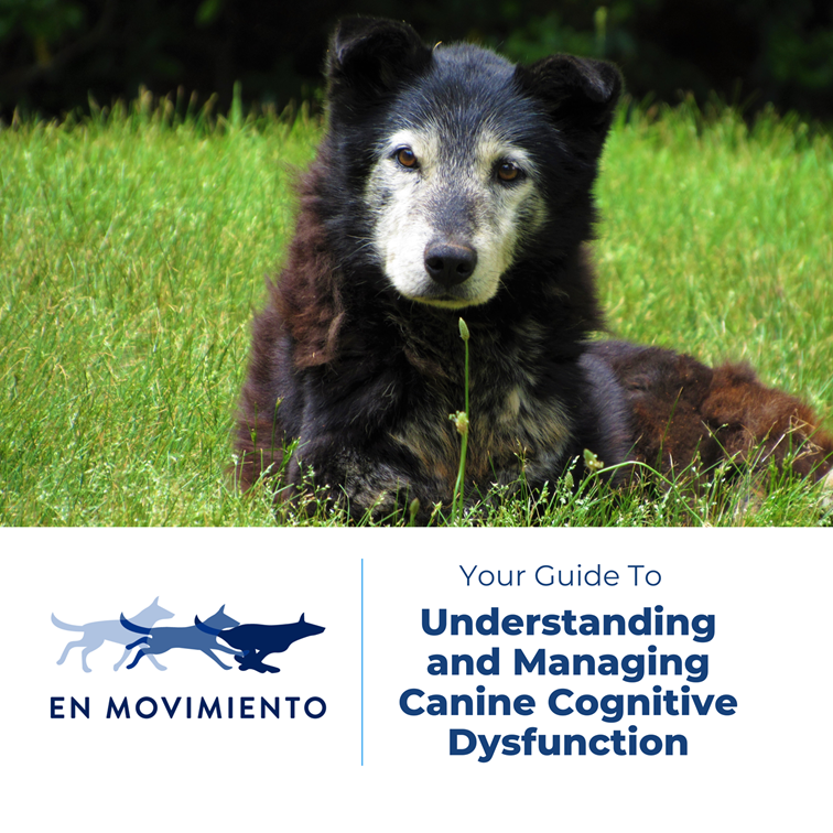 Managing Canine Cognitive Dysfunction